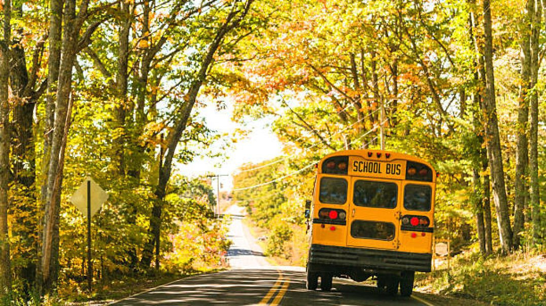 Bus in Forest